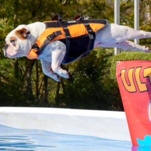 dockdiving