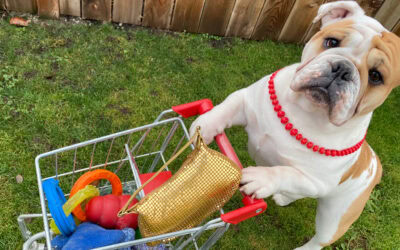 BeSA iS SHoPpiNG FoR VoTES iN AMeRiCa’S FaVoRiTe PeT CoNTeST!