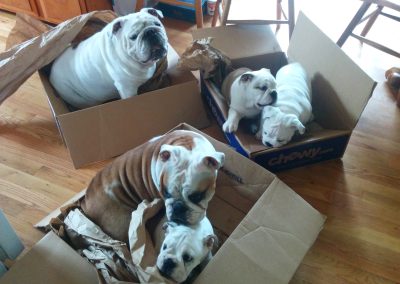 Chewy Box Party