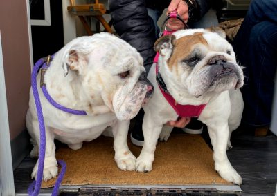 Solo meets Henny (Solo met Henny the skateboarding Bulldog who appeared on another episode. Henny was 11 yrs. old!)