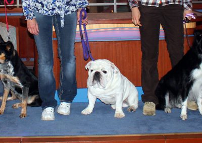 The three SPT dog performers pose by Dave's famous desk