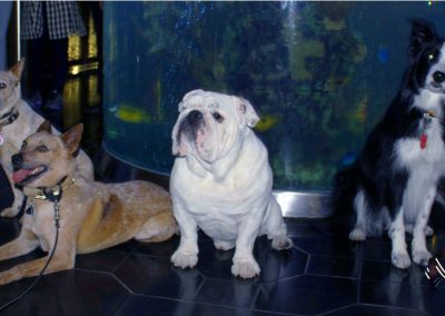 Posing with the other dog acts by the giant aquarium at the hotel
