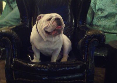 Gabe, a dog, hangs out in the Dream Press Room