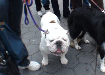 a dog on a leash