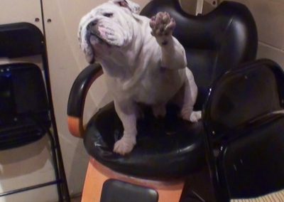 Gabe, a dog, sitting on a chair