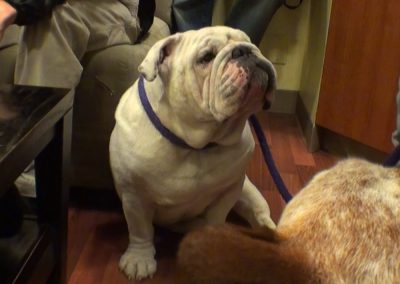 Gabe, a dog, sitting on a wood floor