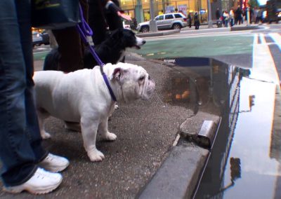 Gabe, a dog, walking the streets of NYC
