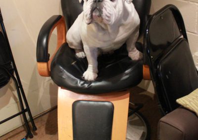 Gabe, a dog, climbs aboard an antique shoe shine chair