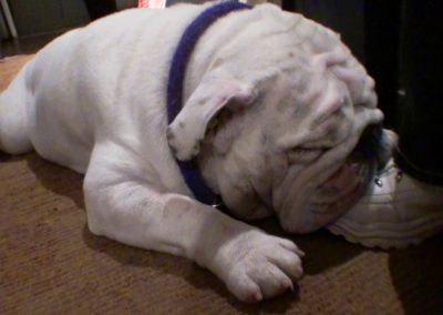 Gabe, a dog, lying on the floor