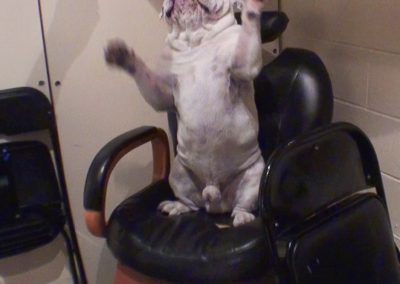 Gabe, a dog, sitting on a chair