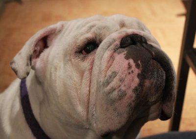 a close up of a dog, Gabe.