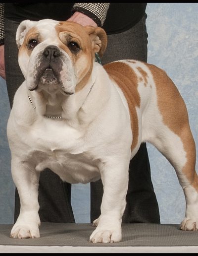 Besa Sittingbullies bulldog