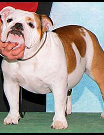 Dreamer Sittingbullies bulldog