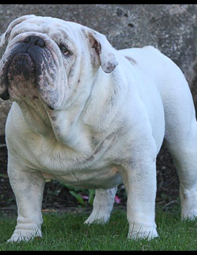 Gabe Sittingbullies bulldog