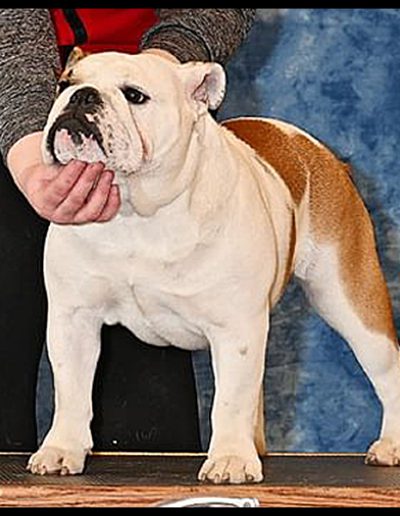 Gertie Sittingbullies bulldog