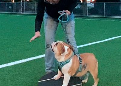 Holly Parkour Moving Bulldog