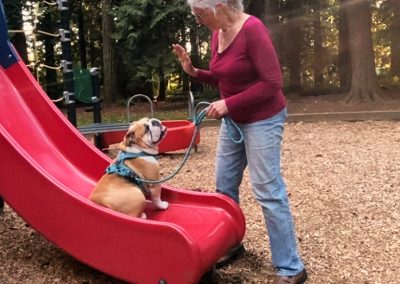 Holly Parkour bulldog wait!