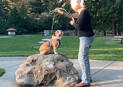 Holly 4 feet on parkour bulldog