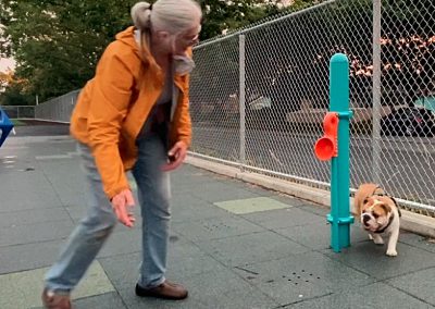 Holly Around Parkour bulldog