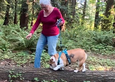 Holly Balancing Parkour Bulldog