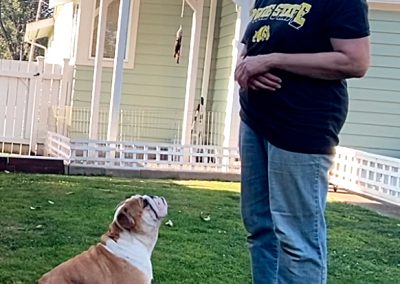 Holly In Parkour Sittingbullies bulldog!