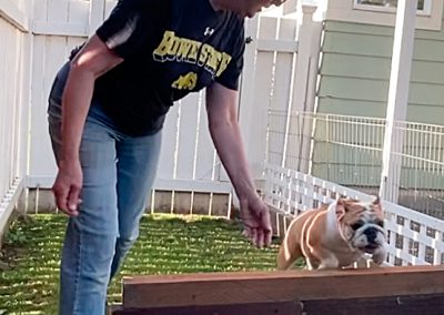 Holly Parkour Sittingbullies bulldog!