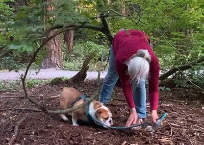 Holly Parkour Under Sittingbullies bulldog!