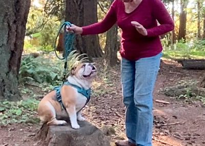 Holly Parkour Queen Sittingbullies bulldog!