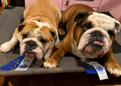Sittingbullies new titles Bulldogs