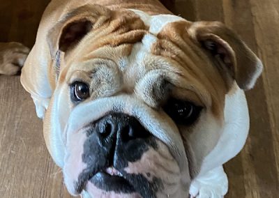 Holly Sweet Girl bulldog