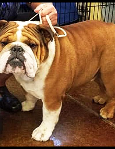 Hulk Sittingbullies bulldog