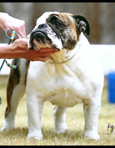 Pickles Sittingbullies bulldog