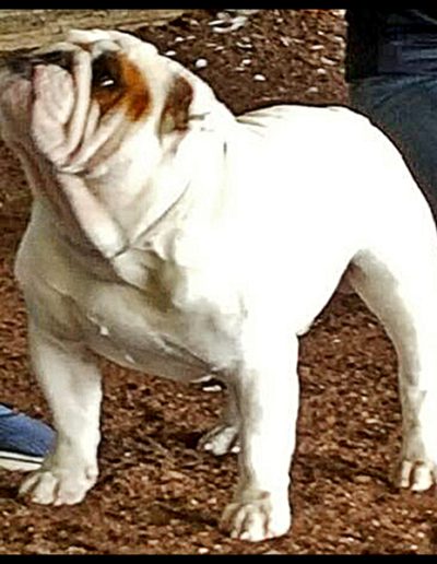 Pirate Sittingbullies bulldog