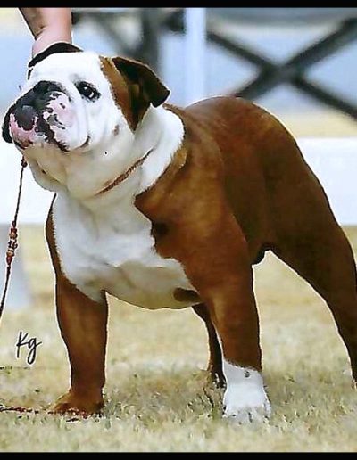Roulade Sittingbullies bulldog
