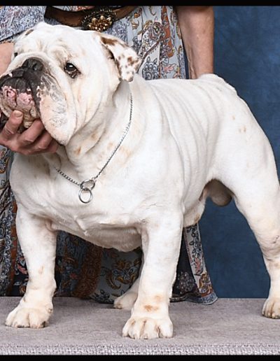 Solo Sittingbullies bulldog