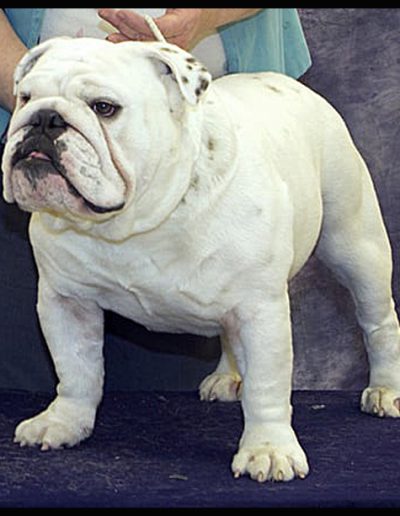 Tank Sittingbullies bulldog