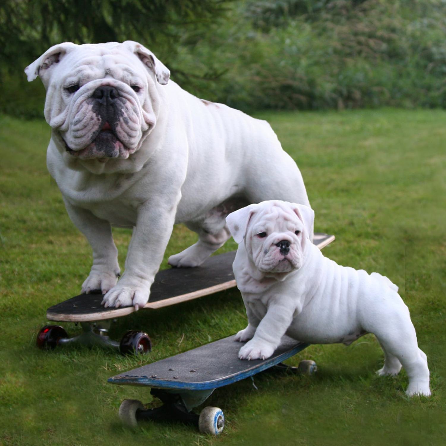 trickdogskate