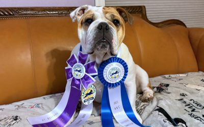 BeSA WiNS “OuTSTaNDiNG PeRFoRMaNCE” iN AKC’S TRiCK CoNTeST