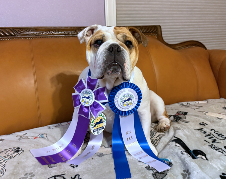 BeSA WiNS “OuTSTaNDiNG PeRFoRMaNCE” iN AKC’S TRiCK CoNTeST